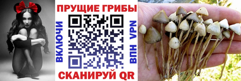 Псилоцибиновые грибы Psilocybe  где найти   Чусовой 